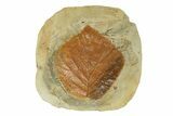 Fossil Leaf (Davidia) - Montana #271002-1